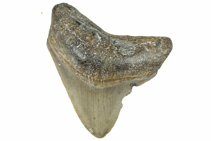 Serrated, Juvenile Megalodon Tooth - North Carolina #297262